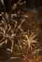 This image for Image Layouts addon